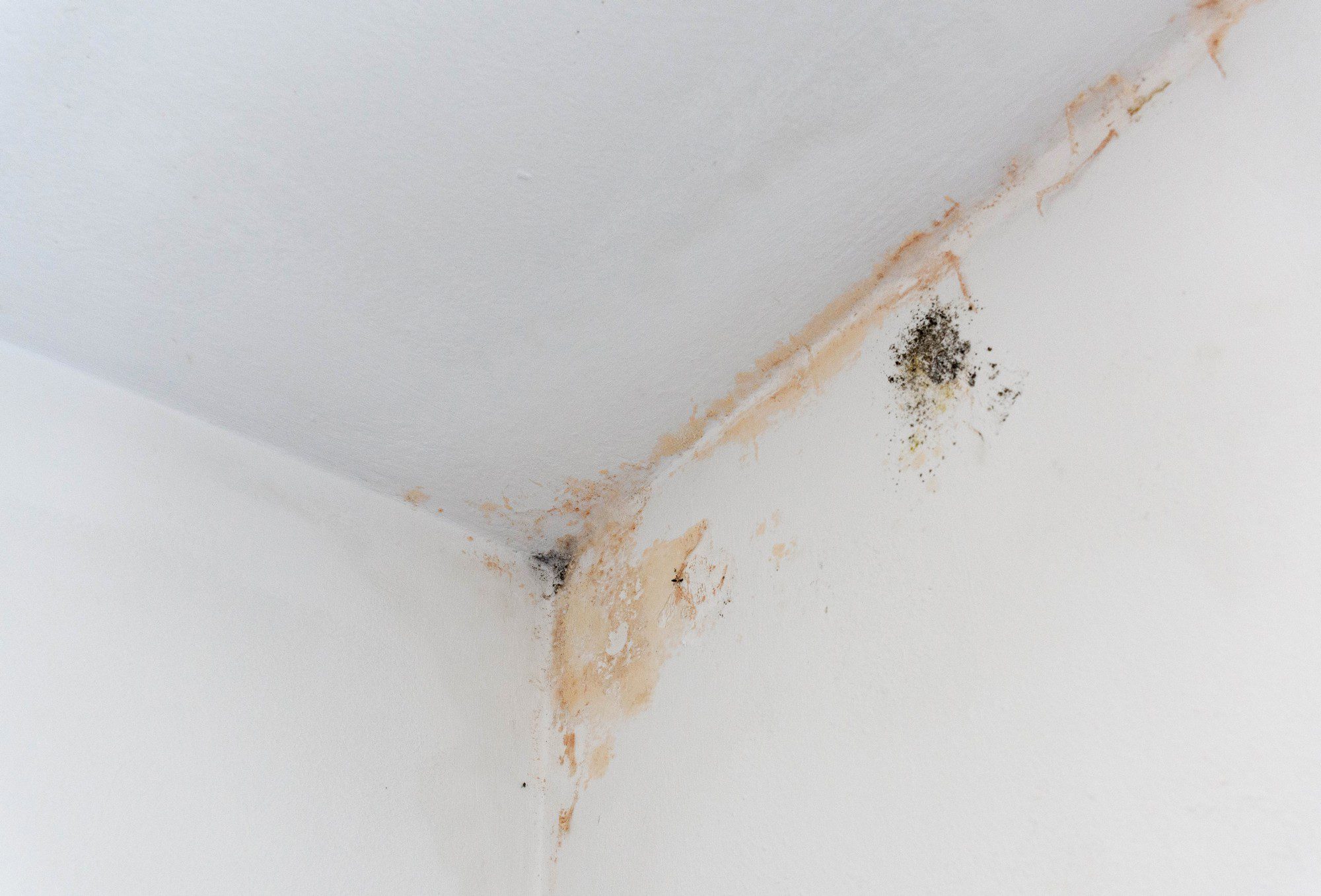 Damp Proofing Services in Hockley | Green Home Developments-5