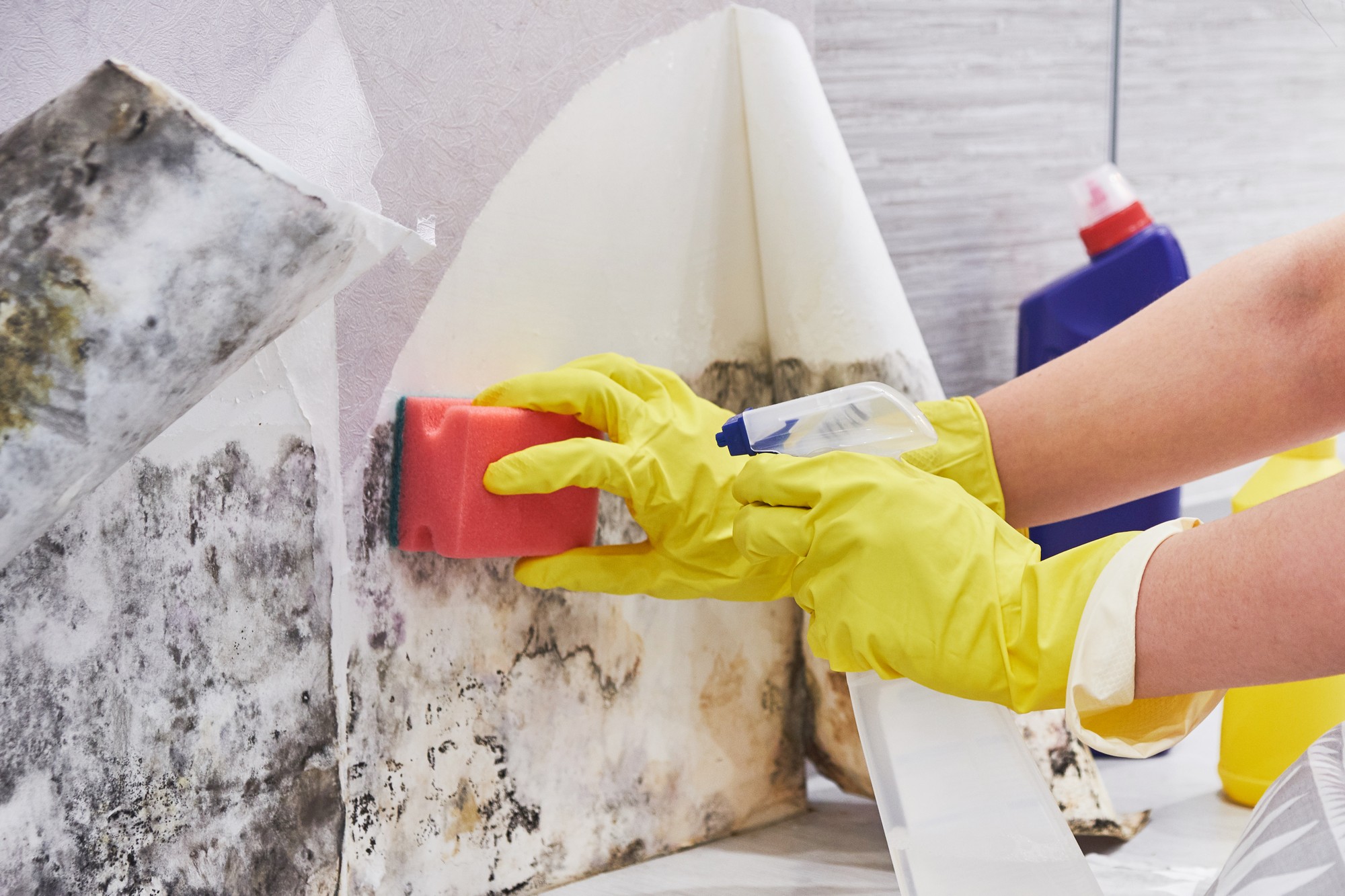 In the image, a gloved hand is seen cleaning mould from a white wall, which appears to be in a domestic or residential setting. The glove is bright blue, suggesting it's made from a rubber or latex material commonly used for household cleaning tasks. The wall has noticeable patches of black mould, concentrated in irregular patterns that hint at moisture accumulation. The hand is holding a yellow sponge or scrubbing pad, which is being used to remove the mould. The lighting in the scene is bright and natural, possibly indicating daylight streaming through a nearby window. The overall feel of the image conveys a proactive approach to cleaning and maintaining a healthy living environment by addressing mould issues directly.